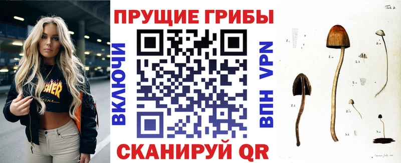 Псилоцибиновые грибы Cubensis  Долгопрудный 